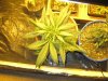 lemon skunk top view.jpg