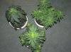 1st grow stage 2 012.jpg