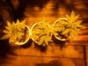 12-20-10 spider kush clones.jpg