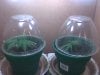day 5 clones.jpg