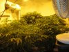 Grow Room (2).jpg