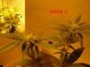 plant4-week2.jpg