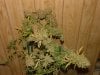 JTR #1 Harvest002.jpg