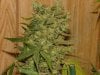 JTR #3 Harvest 88 days006.jpg