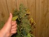 JTR #3 Harvest 88 days024.jpg