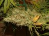 JTR #3 Harvest 88 days004.jpg