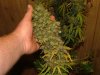 JTR #3 Harvest 88 days017.jpg