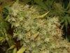 JTR #3 Harvest 88 days009.jpg