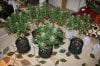 frydayknight420-264648-albums-mendo-afgoo-sour-diesel-1000-watt-3-x3-picture1345379-img-5016.jpg