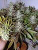 cheeseboy f1 harvest-a.jpg