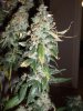 frydayknight420-264648-albums-burnt-sour-diesel-switched-cfl-1000-watt-hps-beast-picture1347664-.jpg