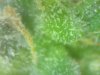 trichs 2.jpg