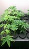 Clones 15 G13 13 days.jpg