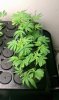 Clones 12 WR 13 days.jpg