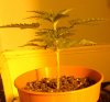 single-plant_day20.jpg