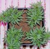 110105 RD 4 way SCROG.jpg