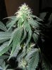 1st grow stage 2 045.jpg