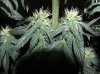 1st grow stage 2 039.jpg