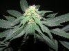 1st grow stage 2 043.jpg