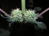 1st grow stage 2 038.jpg