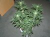 1st grow stage 2 032.jpg