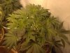 10day flower 707.jpg