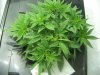 grow20102011 023.jpg