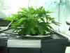 grow20102011 024.jpg