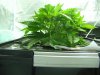 grow20102011 022.jpg