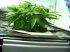 grow20102011 018.jpg