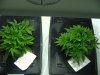 grow20102011 025.jpg