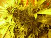 grow 178.jpg