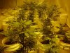grow 191.jpg