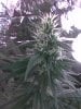 64 choo bud.jpg