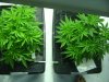 grow20102011 005.jpg