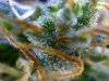 TRICHOMES 3.jpg