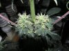 1st grow stage 2 073.jpg