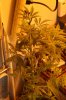 White Rhino Day 16 Flower.jpg