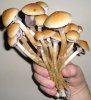 wild-magic-mushrooms.jpg