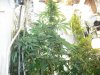 flowering day 36 012.jpg