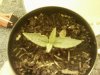 my plant5.jpg