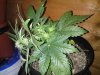 LST day 43 042.jpg