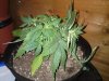 LST day 43 040.jpg