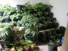 growroom 1.JPG