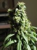 D125F43Bud2.jpg