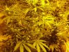 grow 057.jpg