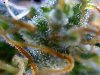 TRICHOMES 4.jpg