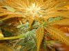 DeadHeadOG (2).jpg
