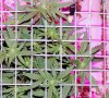 110119 RD 4 way SCROG B 2.jpg