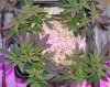 110119 MB 4 way SCROG B.jpg